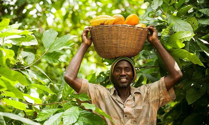 Cocoa Farmer